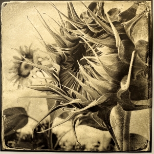 Patricia Beary, Helianthus #5, 2021