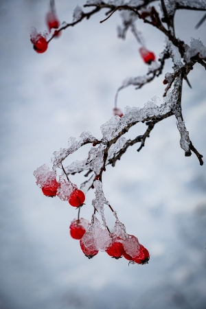 Lavone Hall, Cherry Tree, 2025